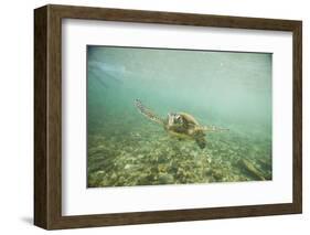 Green Sea Turtle Swimming in Shallow Water-DLILLC-Framed Photographic Print