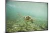 Green Sea Turtle Swimming in Shallow Water-DLILLC-Mounted Photographic Print
