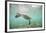 Green Sea Turtle Swimming in Shallow Water-DLILLC-Framed Photographic Print