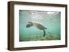 Green Sea Turtle Swimming in Shallow Water-DLILLC-Framed Photographic Print