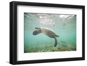 Green Sea Turtle Swimming in Shallow Water-DLILLC-Framed Photographic Print