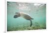 Green Sea Turtle Swimming in Shallow Water-DLILLC-Framed Photographic Print