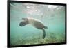 Green Sea Turtle Swimming in Shallow Water-DLILLC-Framed Photographic Print