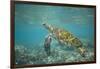 Green Sea Turtle Swimming in Shallow Water-DLILLC-Framed Photographic Print