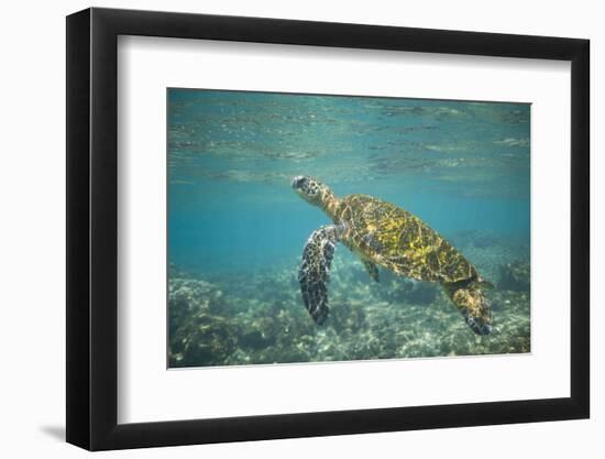 Green Sea Turtle Swimming in Shallow Water-DLILLC-Framed Photographic Print