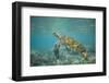 Green Sea Turtle Swimming in Shallow Water-DLILLC-Framed Photographic Print