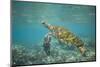 Green Sea Turtle Swimming in Shallow Water-DLILLC-Mounted Photographic Print