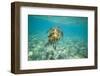 Green Sea Turtle Swimming in Shallow Water-DLILLC-Framed Photographic Print