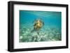 Green Sea Turtle Swimming in Shallow Water-DLILLC-Framed Photographic Print