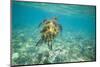 Green Sea Turtle Swimming in Shallow Water-DLILLC-Mounted Photographic Print