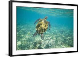 Green Sea Turtle Swimming in Shallow Water-DLILLC-Framed Photographic Print