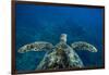 Green Sea Turtle Swimming in the Pacific Ocean, Hawaii, USA-null-Framed Photographic Print