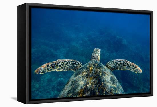 Green Sea Turtle Swimming in the Pacific Ocean, Hawaii, USA-null-Framed Stretched Canvas