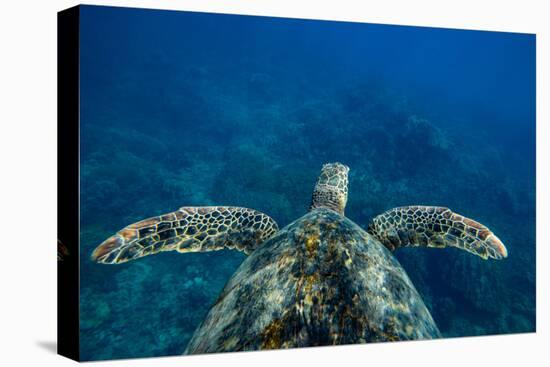 Green Sea Turtle Swimming in the Pacific Ocean, Hawaii, USA-null-Stretched Canvas