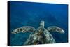 Green Sea Turtle Swimming in the Pacific Ocean, Hawaii, USA-null-Stretched Canvas