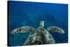 Green Sea Turtle Swimming in the Pacific Ocean, Hawaii, USA-null-Stretched Canvas