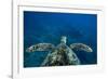 Green Sea Turtle Swimming in the Pacific Ocean, Hawaii, USA-null-Framed Photographic Print