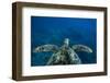 Green Sea Turtle Swimming in the Pacific Ocean, Hawaii, USA-null-Framed Photographic Print
