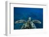 Green Sea Turtle Swimming in the Pacific Ocean, Hawaii, USA-null-Framed Photographic Print
