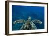 Green Sea Turtle Swimming in the Pacific Ocean, Hawaii, USA-null-Framed Photographic Print