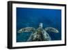 Green Sea Turtle Swimming in the Pacific Ocean, Hawaii, USA-null-Framed Photographic Print