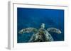 Green Sea Turtle Swimming in the Pacific Ocean, Hawaii, USA-null-Framed Photographic Print