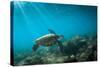 Green Sea Turtle Swimming Off the North Shore of Oahu, Hawaii-James White-Stretched Canvas