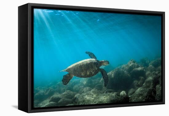Green Sea Turtle Swimming Off the North Shore of Oahu, Hawaii-James White-Framed Stretched Canvas