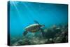 Green Sea Turtle Swimming Off the North Shore of Oahu, Hawaii-James White-Stretched Canvas