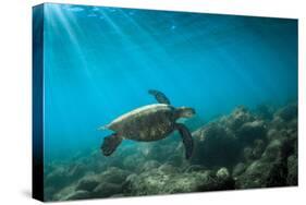 Green Sea Turtle Swimming Off the North Shore of Oahu, Hawaii-James White-Stretched Canvas