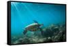 Green Sea Turtle Swimming Off the North Shore of Oahu, Hawaii-James White-Framed Stretched Canvas