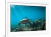 Green Sea Turtle Swimming Off the North Shore of Oahu, Hawaii-James White-Framed Photographic Print