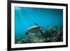 Green Sea Turtle Swimming Off the North Shore of Oahu, Hawaii-James White-Framed Photographic Print