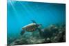 Green Sea Turtle Swimming Off the North Shore of Oahu, Hawaii-James White-Mounted Photographic Print