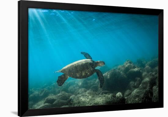 Green Sea Turtle Swimming Off the North Shore of Oahu, Hawaii-James White-Framed Photographic Print