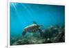 Green Sea Turtle Swimming Off the North Shore of Oahu, Hawaii-James White-Framed Photographic Print