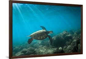 Green Sea Turtle Swimming Off the North Shore of Oahu, Hawaii-James White-Framed Photographic Print