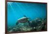 Green Sea Turtle Swimming Off the North Shore of Oahu, Hawaii-James White-Framed Photographic Print