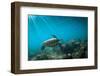 Green Sea Turtle Swimming Off the North Shore of Oahu, Hawaii-James White-Framed Photographic Print