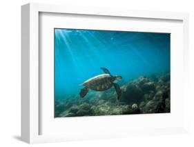 Green Sea Turtle Swimming Off the North Shore of Oahu, Hawaii-James White-Framed Photographic Print