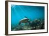 Green Sea Turtle Swimming Off the North Shore of Oahu, Hawaii-James White-Framed Photographic Print