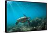 Green Sea Turtle Swimming Off the North Shore of Oahu, Hawaii-James White-Framed Stretched Canvas