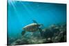 Green Sea Turtle Swimming Off the North Shore of Oahu, Hawaii-James White-Stretched Canvas