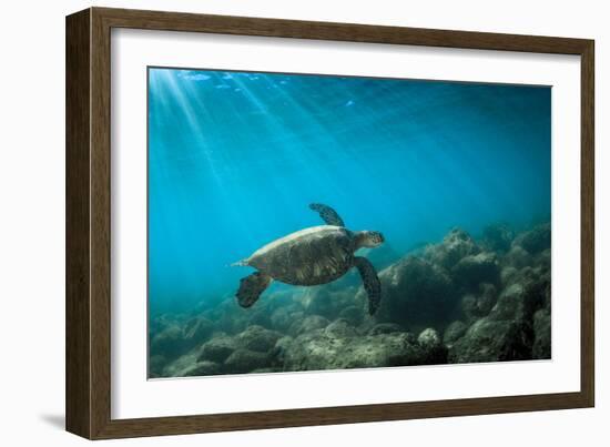 Green Sea Turtle Swimming Off the North Shore of Oahu, Hawaii-James White-Framed Photographic Print