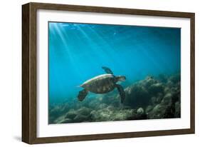 Green Sea Turtle Swimming Off the North Shore of Oahu, Hawaii-James White-Framed Photographic Print