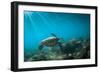 Green Sea Turtle Swimming Off the North Shore of Oahu, Hawaii-James White-Framed Photographic Print