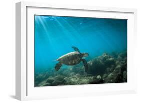 Green Sea Turtle Swimming Off the North Shore of Oahu, Hawaii-James White-Framed Photographic Print