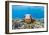 Green sea turtle swimming over a reef, Hawaii-David Fleetham-Framed Photographic Print