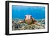 Green sea turtle swimming over a reef, Hawaii-David Fleetham-Framed Photographic Print