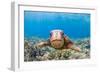 Green sea turtle swimming over a reef, Hawaii-David Fleetham-Framed Photographic Print